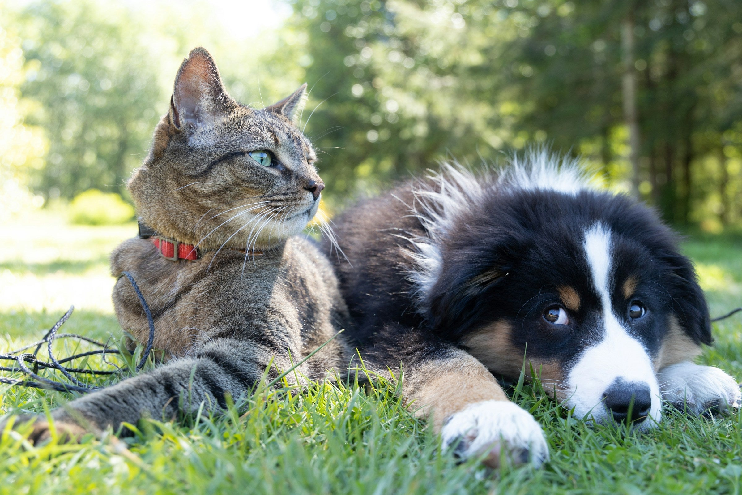 suplemento-alimentar-natural-pets-nutroplus